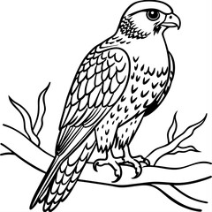 Hawk bird coloring book page vector illustration (33)