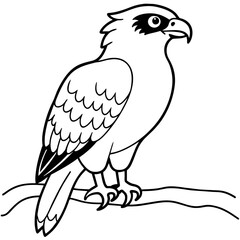 osprey bird oloring book page vector art illustration, solid white background (2)