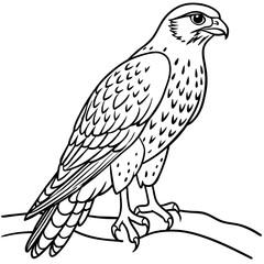 Hawk bird coloring book page vector illustration (37)