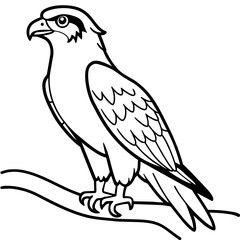 osprey bird oloring book page vector art illustration, solid white background (9)