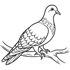 Fototapeta na wymiar pigeon bird coloring book page vector illustration (3)