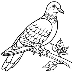 pigeon bird coloring book page vector illustration (29)
