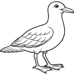 seagull bird Coloring book vector art illustration (5)