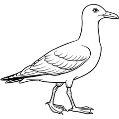 seagull bird Coloring book vector art illustration (1)
