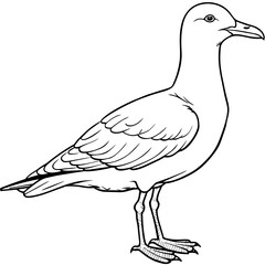 seagull bird Coloring book vector art illustration (2)
