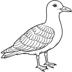 seagull bird Coloring book vector art illustration (12)