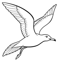 seagull bird Coloring book vector art illustration (16)