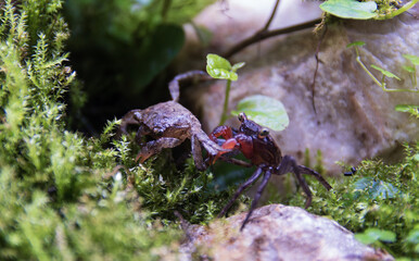 Geosesarma Vampire Crabs fighting 