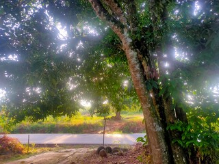 Morning Glow: Sunlight Streaming Through Tree Foliage