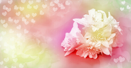 Bouquet of white textile handmade flowers panorama. Greeting gift card background . Soft light gray haze background with copy space. Template banner