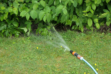 Garden hose on a green lawn watering a hedge