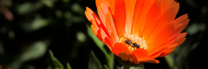 Insect intent on collecting pollen