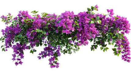 Large bush flowering of purple flowers landscape plant isolated on white background and clipping path included,Soft focus effect, Scenic image of flowering orchard in spring time, Beauty of earth
