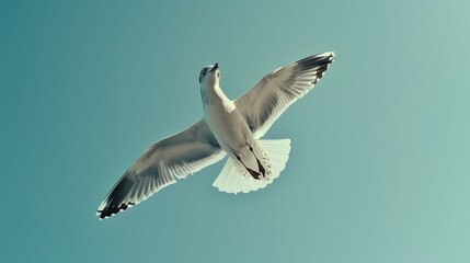 A close-up of a seagull flying against a clear blue sky.