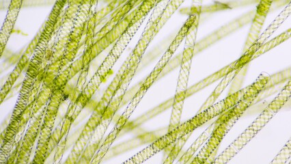 Spirogyra, a filamentous freshwater green algae with spiral arrangement of the chloroplasts. 260x...