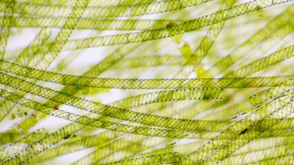 Spirogyra, a filamentous freshwater green algae with spiral arrangement of the chloroplasts. 260x...