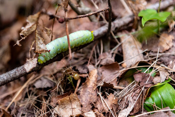 A single promethea silkmoth caterpillar hunts for more leaves to eat before pupating.