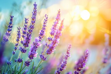 Fototapeta premium Captivating view of a vibrant french lavender field under the enchanting hues of a sunset