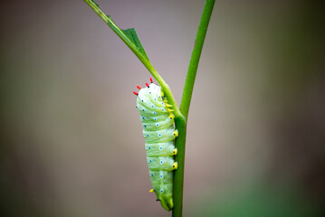 A single promethea silkmoth caterpillar takes a break after finishing off a leaf.