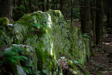 Wall-like boulder covered in moss in a pennsylvanian hemlock forest