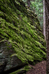 Rockface is alive with lichen, moss and fern.
