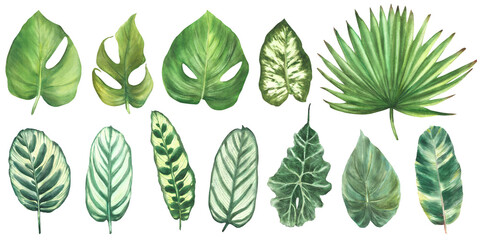 Tropical leaves set, jungle plants House plants leaf exotic foliage. Watercolor painted illustration - obrazy, fototapety, plakaty