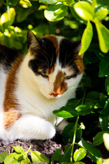 Cat in nature © Oliwier