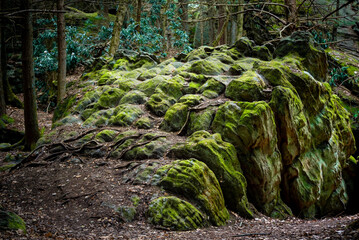 Columns of sandstone seem to push up from the forest floor