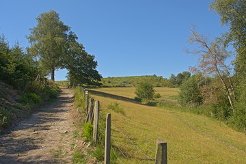 Fototapeta premium Dirtroad along fenced meadow with trees on a sunny summerday in Ardennes, Wallonia, Belgium 