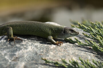 Green lizard lacerta viridis in summer garden. Small reptile outdoor