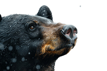 A black bear's wet nose and whiskers in macro detail, isolated on transparent background, PNG file
