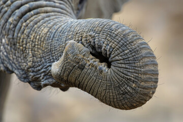 Close view of a baby elephant's trunk