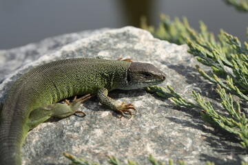 Green lizard lacerta viridis in summer garden. Small reptile outdoor