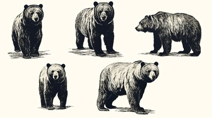 Set of bears in different poses. Hand drawn vector illustration in vintage style.