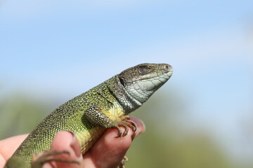 Green lizard lacerta viridis in summer garden. Small reptile outdoor in the palm