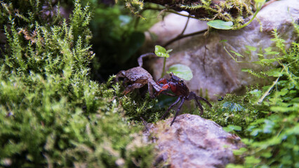 Geosesarma Vampire Crabs Fighting
