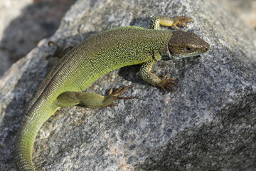 Green lizard lacerta viridis in summer garden. Small reptile outdoor