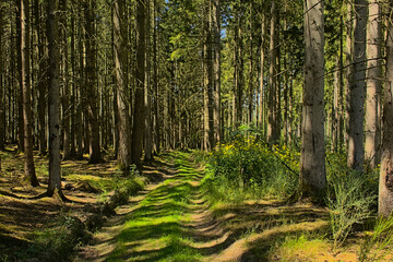 Sunny pine forest in Ardennes near Saint Hubert, Wallonia, Belgium 