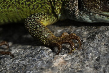 Green lizard lacerta viridis in summer garden. Small reptile outdoor