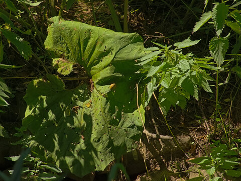 Big sunny green butterbur leafs and nettles in the Ardennes forest - Petasites 