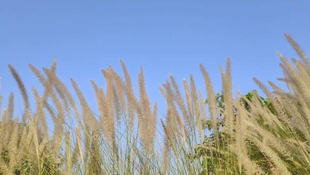 Imperata is a small but widespread genus of tropical and subtropical grasses, commonly known as satintails.
