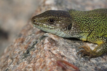 Green lizard lacerta viridis in summer garden. Small reptile outdoor