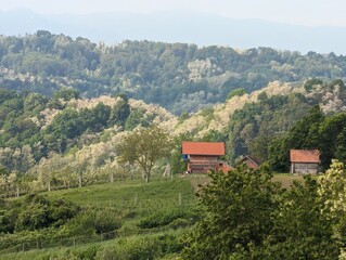 Obraz premium Beautiful green landscape, vineyards and houses at Klenice, Croatia, Hrvatsko zagorje, agricultural countryside