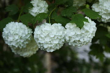 Viburnum opulus, the guelder-rose or guelder rose bush in the spring