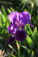 Purple iris flower on a background of green grass, close-up
