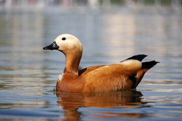 Shelduck (Tadorna ferruginea) swimming in water. Male red duck on a lake coast