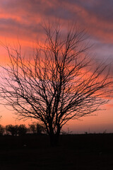 &Aacute;rbol de oto&ntilde;o con ramas sin hojas
