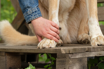 Dog paw in human hand.Animal help concept.Love and affection for dogs.