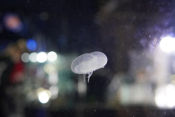 jellyfish