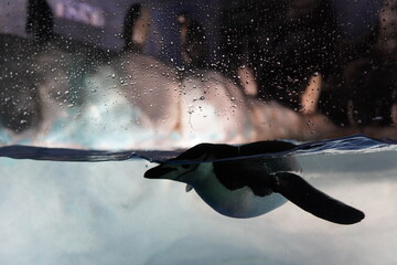 penguin in aquarium - Powered by Adobe